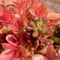 火祭り,虹の玉（セダム属）,虹の玉,火祭り　(クラッスラ属),多肉植物いろいろの画像