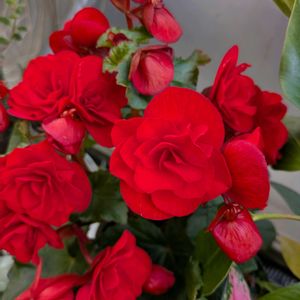 バラ,ベゴニア,ベゴニア,お出かけ先の画像