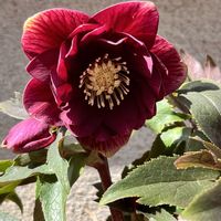 クリスマスローズ,ガーデニング,マイガーデン,花のある暮らし,クリスマスローズの花の画像