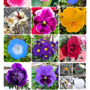 アネモネ,アリッサム,ウメ,ガーベラ,クリスマスローズの画像