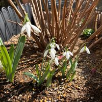 スノードロップの画像