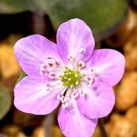 雪割草,浜名湖ガーデンパークの画像