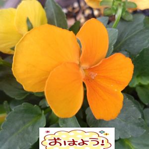 ビオラ,ビタミンカラー,プランター栽培,オレンジ色の花,ビオラの栽培の画像