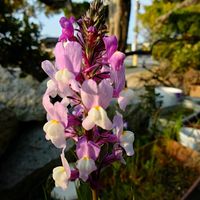 リナリア,リナリア,リナリア,手作りカクテキ,我が家のお花の画像