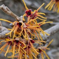 マンサク,ベニバナトキワマンサク,ベニバナトキワマンサク,シナマンサク,シナマンサクの画像