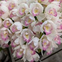 シンビジウム,園芸店,花のある暮らし,綺麗,多様性を愛する会の画像