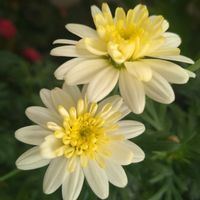 マーガレット,ボンザマーガレット,ボンザマーガレット　レモンイエロー,ビタミンカラー,心に笑顔の花をの画像