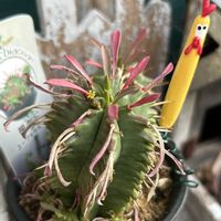 笹蟹丸,子株,ベランダガーデン,咲いた！,繋がりに感謝✨の画像