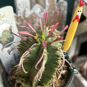 笹蟹丸,子株,ベランダガーデン,咲いた！,繋がりに感謝✨の画像