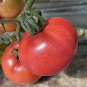 ウメ,ウメ,キュウリ,トマト,実家の庭の画像