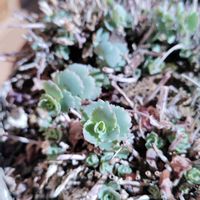 ミセバヤ,ミセバヤ,山野草の画像