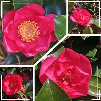 サザンカ,サザンカ,鮮やか ,綺麗,いつもありがとうの画像