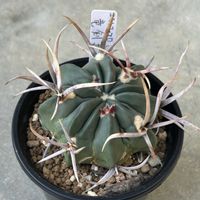 サボテン,振武玉,縮玉？,竜剣丸,ステノカクタス白玉の画像