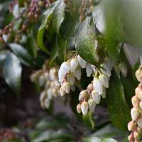 アセビ,山野草,花散歩,春を待つ,木曜日じゃなくても木の画像