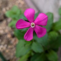 クリスマスローズ,クリスマスローズ,シレネピンクパンサー,シレネピンクパンサー,鉢植えの画像