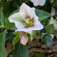 クリスマスローズ,はなのある暮らし,小さな庭,玄関アプローチの画像