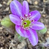 雪割草,山野草,今日の１枚,花のあるくらし,ふふの家の画像