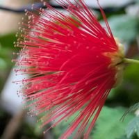 スノードロップ,アイスランドポピー,ヒネム(緋合歓),ハイビスカス　ケイト,チーム愛知の画像