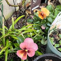 ジンチョウゲ,ラナンキュラス　ラックス,覆輪ジンチョウゲ,じんちようげ,ラナンキュラスラックス　ミネルバの画像