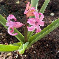 植え替え,花のある暮らし,春の訪れ,ヒヤシンス鉢植,われら17年組の画像