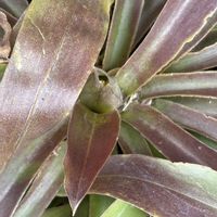 アザレア,ショウジョウバカマ,ショウジョウバカマ,黄色の水仙,黄色の水仙の画像