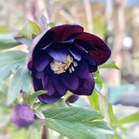 クリスマスローズ,八重咲きクリスマスローズ,クリスマスローズ ブラックスワン,クリスマスローズ ダブル,ガーデニングの画像