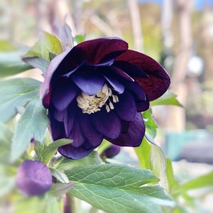 クリスマスローズ,八重咲きクリスマスローズ,クリスマスローズ ブラックスワン,クリスマスローズ ダブル,ガーデニングの画像