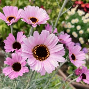 #ガーデニング,ピンクワールドへ ようこそ,エクステリアの画像