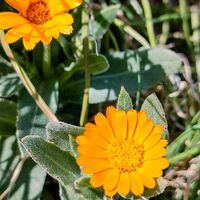 フユシラズ,フユシラズ,カレンデュラ,カレンデュラ,駐車場脇の画像