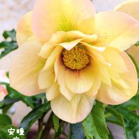 クリスマスローズ,ネメシア,花のある暮らし,冬の庭,もうすぐ春の画像