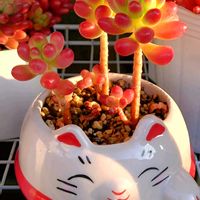 セダム,紅葉,多肉植物,観葉植物,寄植えの画像