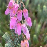 ウメ,エリカ,クリスマスローズ,サクラ,寄せ植え.の画像