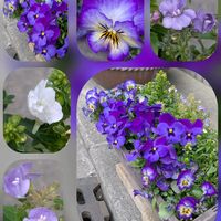 ネメシア,ネメシア,パンジー・ビオラ,ビオラ,ビオラの画像