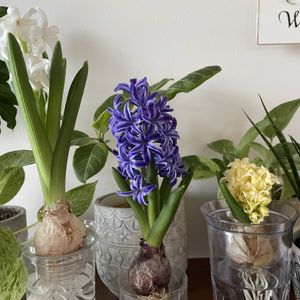 ヒヤシンス,水耕栽培,窓際の画像