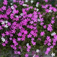 シレネ,シレネ,ご近所,早朝,散歩での画像