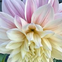 ダリア,ニュージーランド,薄いピンク色の花,庭の画像