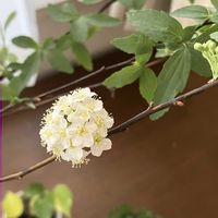 小手毬（こでまり）,咲いた！,小さな幸せ♡の画像