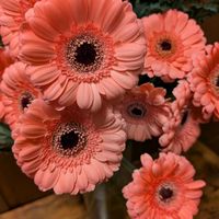 寄植え,ハンギング,小さな庭,玄関アプローチ,庭の画像