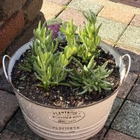 マツバギク,松葉菊の画像