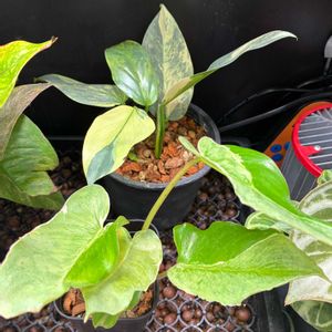 多肉植物,観葉植物,温室,緑のある暮らし,植物のある暮らしの画像