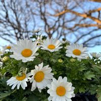 ノースポール,ノースポールの画像