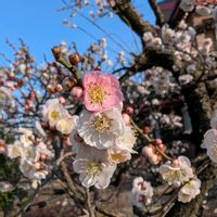 ウメ,思いのまま,梅(うめ),咲き分け,畑の画像