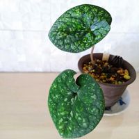 カンアオイ,美写紋,モノドラカンアオイ美写紋,山野草,新潟県の画像