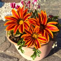 ガザニア,寄せ植え,ダイヤモンドダスト,ティータイム♪の画像