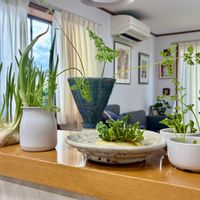 キッチン,家庭菜園の画像