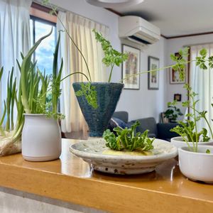 キッチン,家庭菜園の画像