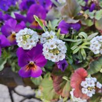 アリッサムの画像