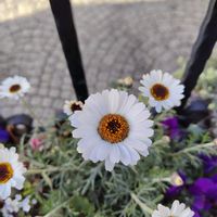 ローダンセマムの画像