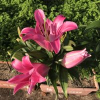 ユリ,百合,ユリ科,ユリ　ゆりの画像