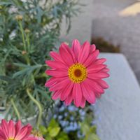 マーガレットの画像